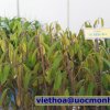 Khảo sát Miền Tây 1