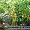 khảo sát Miền Tây 2